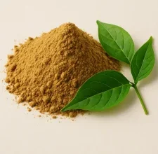 Gymnema leaf extract powder beside fresh gymnema leaves