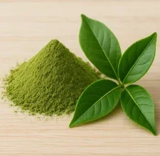 Green tea leaf extract powder beside fresh green tea leaves