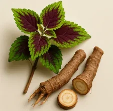 Coleus forskohlii plant with purple-green leaves and cut roots